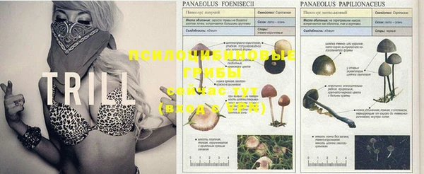 PSILOCYBIN Алексеевка